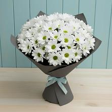 Букет белые хризантемы #REPLACE_PRED# Вурнары Букет цветов из:  Хризантемы #REPLACE_PRED# Вурнары
